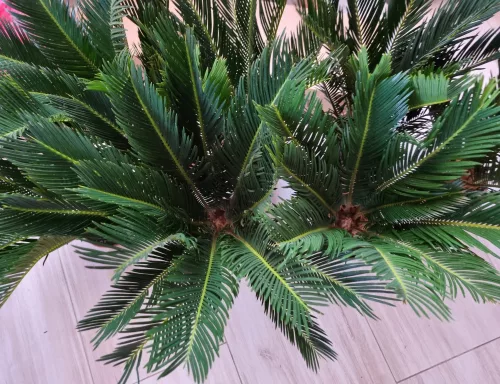 Cikász pálma - Cycas Revoluta