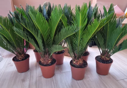 Cikász pálma - Cycas Revoluta