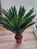 Cikász pálma - Cycas Revoluta - 45-50 cm