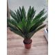 Cikász pálma - Cycas Revoluta - 45-50 cm