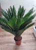 Cikász pálma - Cycas Revoluta - 45-50 cm