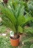 Cikász pálma - Cycas Revoluta - 45-50 cm