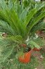 Cikász pálma - Cycas Revoluta - 45-50 cm