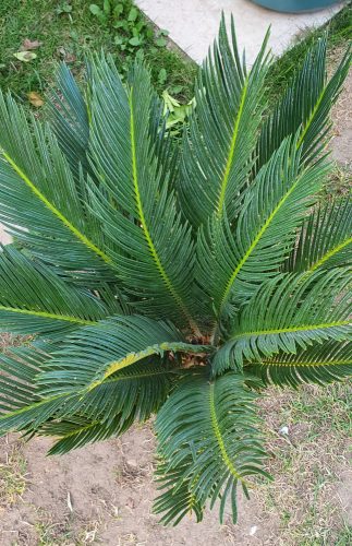Cikász pálma - Cycas Revoluta - 