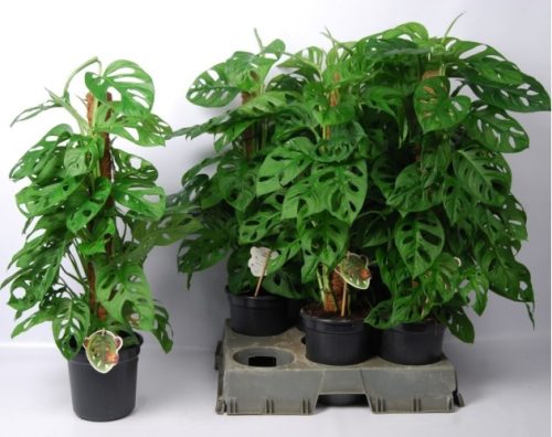 Könnyezőpálma - Monstera Monkey Mask