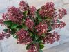 Japán dérbabér - Skimmia Japonica " Rubella"