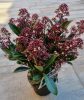 Japán dérbabér - Skimmia Japonica " Rubella"