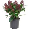 Japán dérbabér - Skimmia Japonica " Rubella"