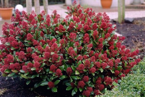 Skimmia Japonica " Rubella" - Japán dérbabér