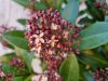 Skimmia Japonica " Rubella" - Japán dérbabér