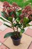 Skimmia Japonica " Rubella" - Japán dérbabér