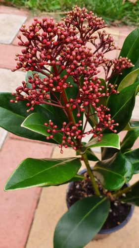 Skimmia Japonica " Rubella" - Japán dérbabér