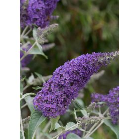   Buddleia davidii 'Lochinch' –  Világos kékeslila virágú nyáriorgona