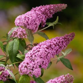   Buddleia davidii 'Pink Delight' - Rózsaszín virágú nyáriorgona