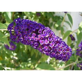 Buddleia davidii 