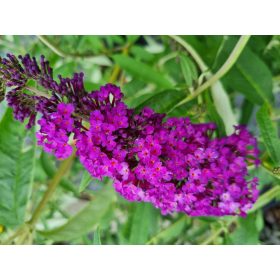 Buddleia davidii 'Royal Red'- Piros nyáriorgona