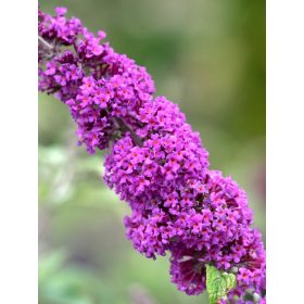   Buddleia davidii 'Border Beauty' –  Bíborlila Nyáriorgona