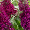 Lilásvörös virágú nyáriorgona - Buddleia davidii 'Sugar Plum'