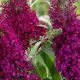 Lilásvörös virágú nyáriorgona - Buddleia davidii 'Sugar Plum'