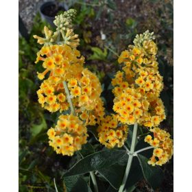   Sárga virágú nyáriorgona - Buddleja weyeriana ‘Golden Glow’