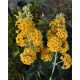 Sárga virágú nyáriorgona - Buddleja weyeriana ‘Golden Glow’