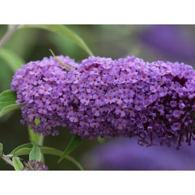   Lila virágú nyáriorgona - Buddleia davidii 'Ile de France'