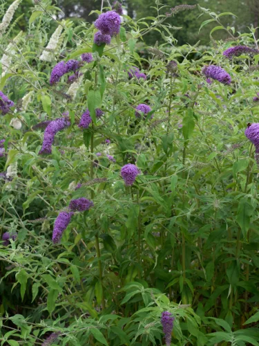 Lila virágú nyáriorgona - Buddleia davidii 'Ile de France'