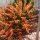 Narancssárga színű zanót - Cytisus 