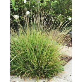 Őszi nyúlfarkfű - Sesleria autumnalis