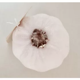 Bársony tök - kicsi - fehér