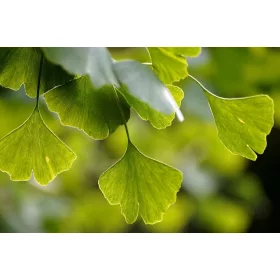 Páfrányfenyő - Ginkgo biloba