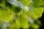 Páfrányfenyő - Ginkgo biloba