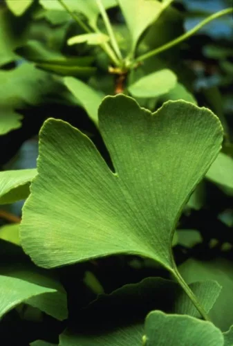Páfrányfenyő - Ginkgo biloba