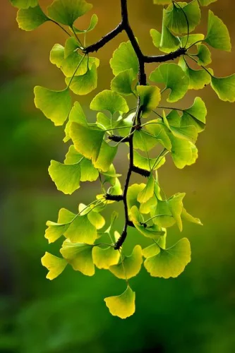 Páfrányfenyő - Ginkgo biloba