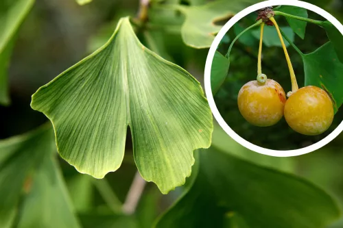 Páfrányfenyő - Ginkgo biloba