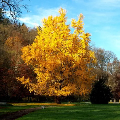 Páfrányfenyő - Ginkgo biloba