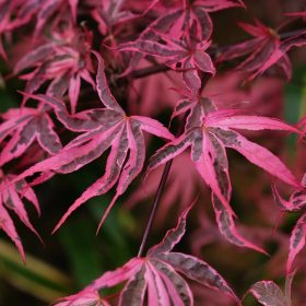   Japán juhar törzses - Acer palmatum 'Pink Passion' 