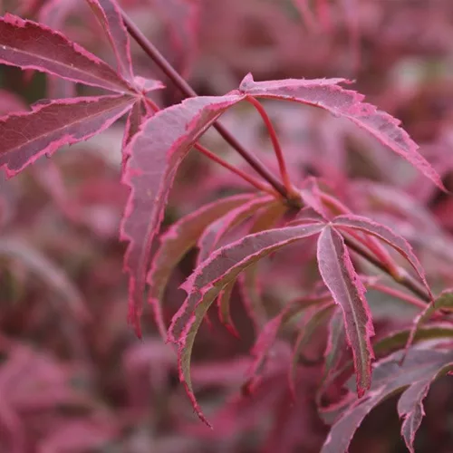 Japán juhar törzses - Acer palmatum 'Pink Passion' 