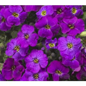 Pázsitviola lila - Aubrieta 'hybrida Deep Purple'