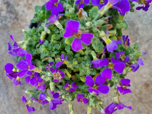 Pázsitviola lila - Aubrieta 'hybrida Deep Purple'