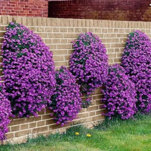 Pázsitviola lila - Aubrieta 'hybrida Deep Purple'