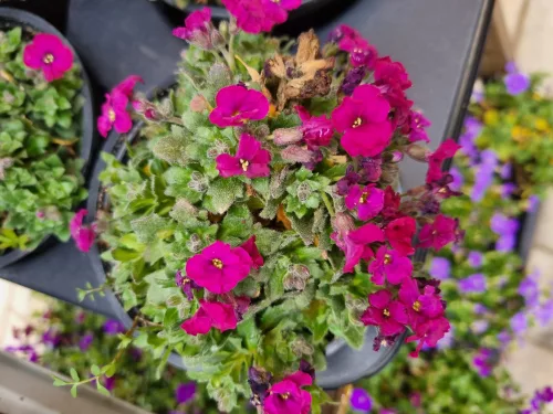 Ciklámen pázsitviola - Aubrieta