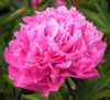 Illatos rózsaszín bazsarózsa - Paeonia lactiflora 