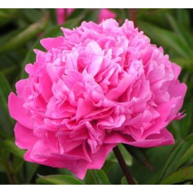 Illatos rózsaszín bazsarózsa - Paeonia lactiflora 