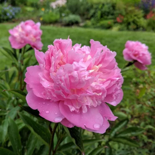 Illatos rózsaszín bazsarózsa - Paeonia lactiflora 