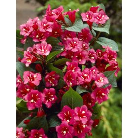  Rózsalonc - Weigela 'Bristol Ruby'