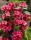  Rózsalonc - Weigela 'Bristol Ruby'