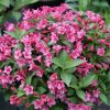  Rózsalonc - Weigela florida ‘Rumba’