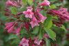  Rózsalonc - Weigela florida ‘Rumba’