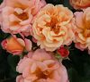 Kordes rózsa - Rosa sp. Cordes " ROSA CUBANA"
